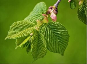 Slippery Elm for Constipation