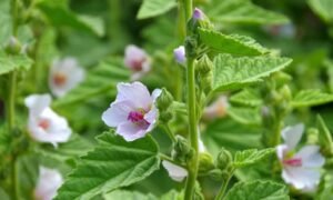 Mallow for Constipation