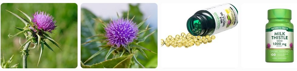Milk Thistle for Weight Loss