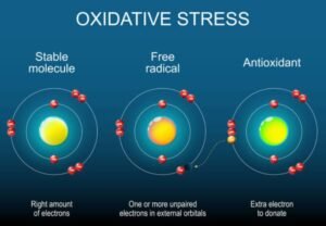 Role of Antioxidants in Fat Burning