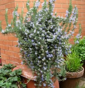 Rosemary Tea for Weight Loss