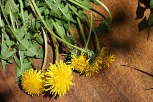 Dandelion Root Tea for Weight Loss