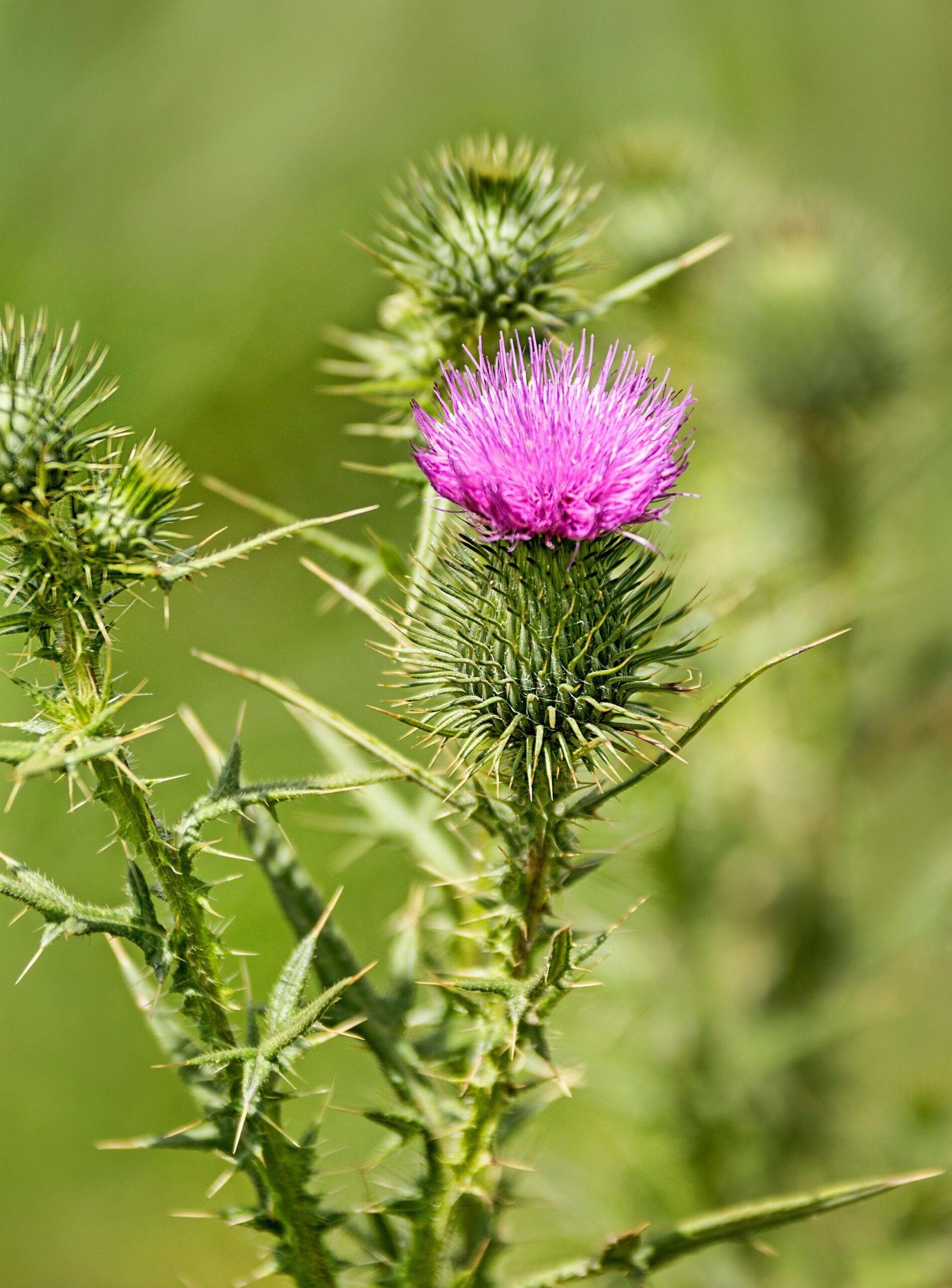 Milk Thistle for Weight Loss