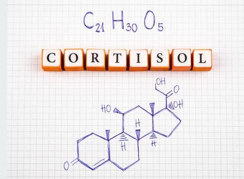 What is Cortisol?
