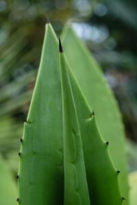 Aloe Vera for Constipation