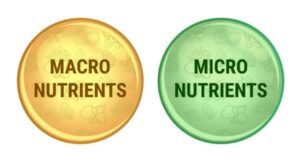 Micronutrient Deficiencies