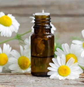 Roman Chamomile Oil for IBS