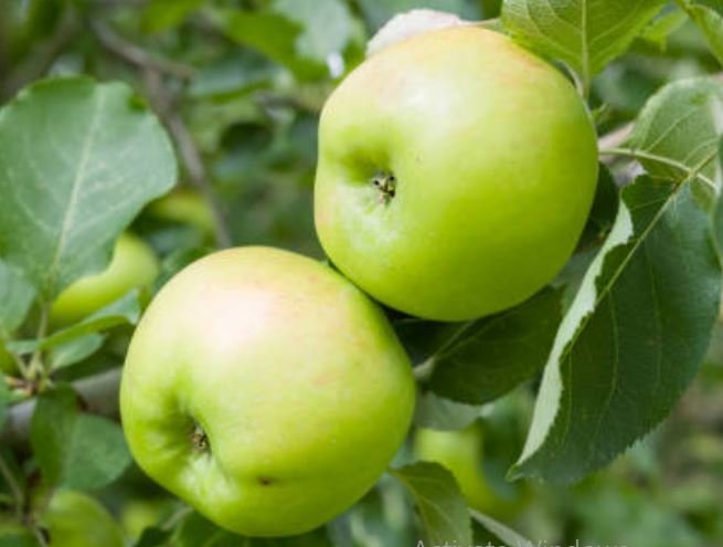 Unripe Apples