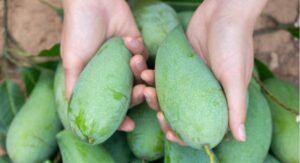 Unripe Mangoes