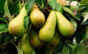 Unripe Pears