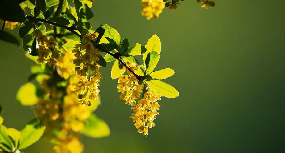 Berberine Cortisol Connection