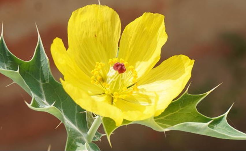 Berberine Cortisol Connection