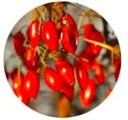 Berberine