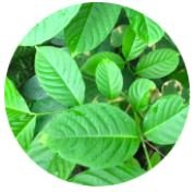 Corosolic Acid