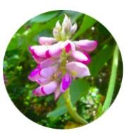 Kudzu Flower