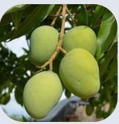 African Mango