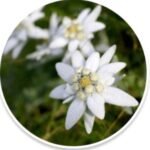 Albaspine