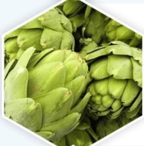 Artichoke Extract 