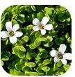 Bacopa Monnieri