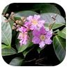 Banaba Leaf