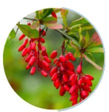 Berberine HCL 