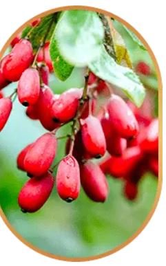 Berberine