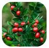 Butchers Broom