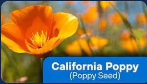 Californian poppy's