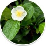 Camellia sinensis