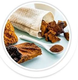 Chaga Mushroom