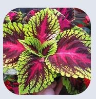 Coleus