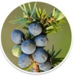 Conifer berry