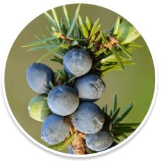 Conifer berry