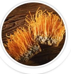 Cordyceps