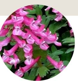 Corydalis