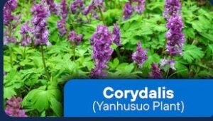 Corydalis