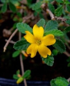 Damiana