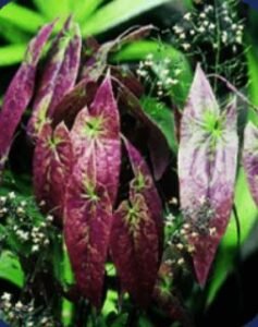 Epimedium Sagittatum