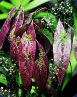 Epimedium Sagittatum