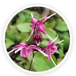 Epimedium & Tribulus Terrestris