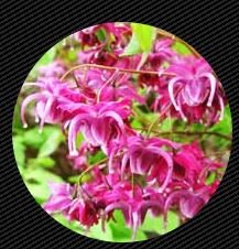 Epimedium