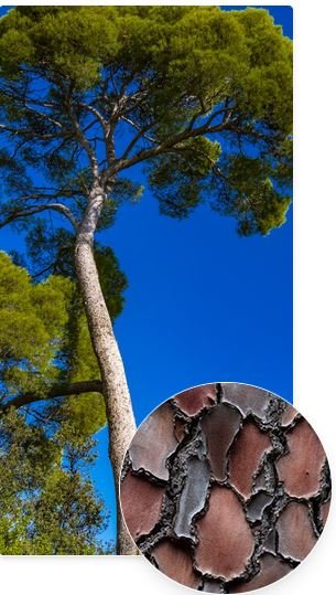 French Maritime Pine Bark
