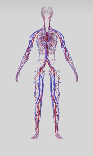 Full Body Lymphatic Drainage