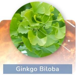 GinkGo Biloba