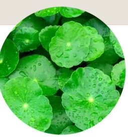 Gotu Kola