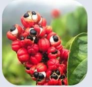 Guarana