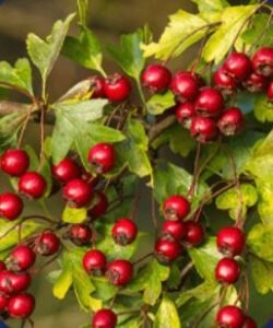 Hawthorn Berries