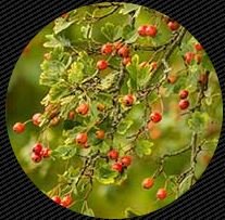 Hawthorn Berry