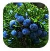 Juniper Berry