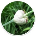 Lasuna bulb